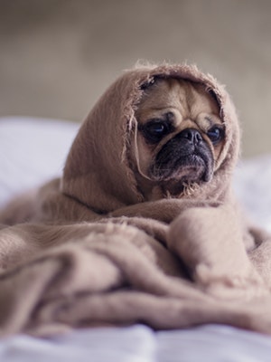 Comically Sad looking dog not wanting to get out of bed
