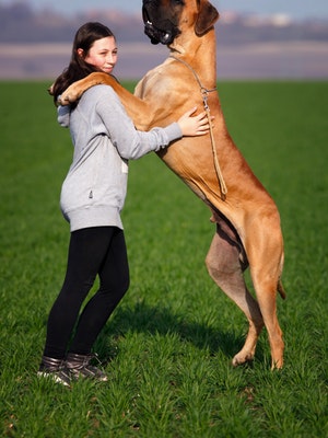 Massive dog as big a the human giving a hug