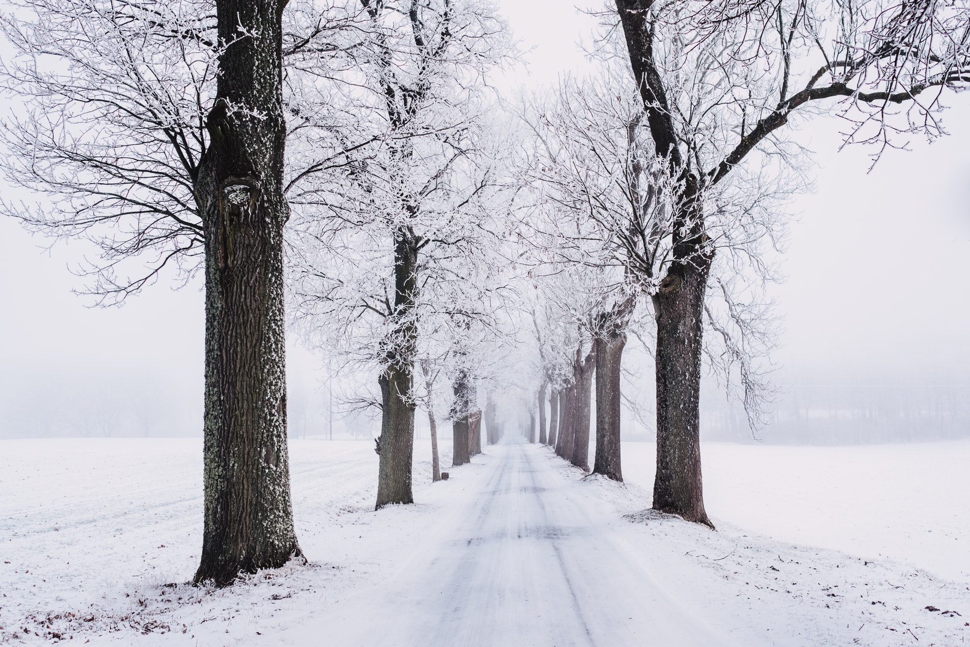Snow Covered Landscape